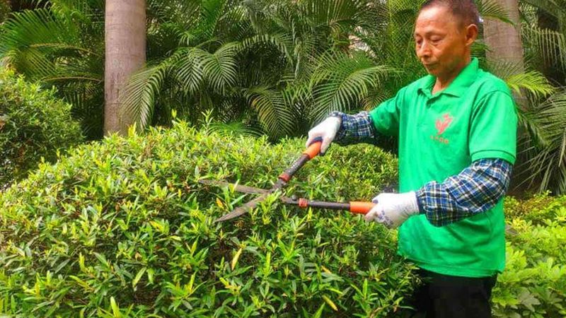 成都草坪养护收费标准揭秘：如何合理规划养护预算**