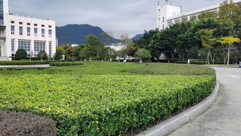 苗木种植技术视频教程：高清版，揭秘种植秘诀