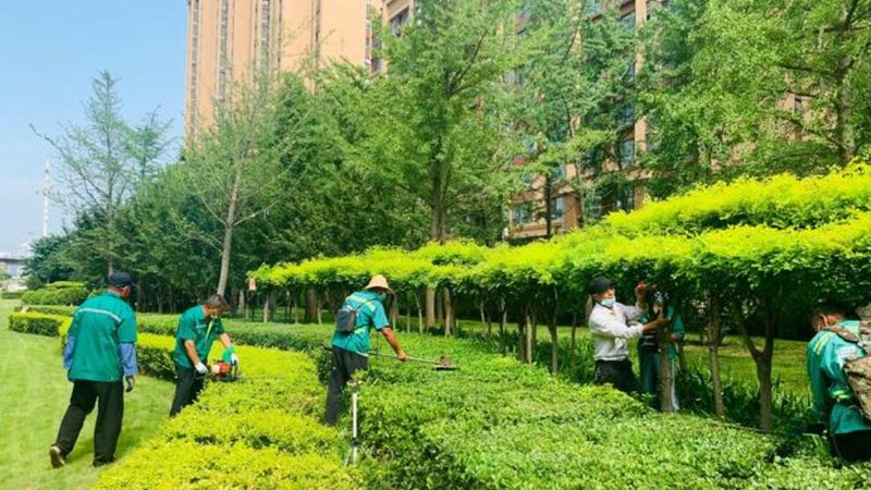 市政绿化苗木规格与价格：规格标准解析及选购要点